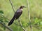 Mexican grackle singing. Female perched on a branch.