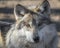 Mexican gray wolf closeup portrait