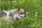 Mexican Gray Wolf Female  708484