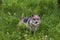 Mexican Gray Wolf Female  708494