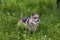 Mexican Gray Wolf Female  708497