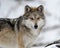 Mexican gray wolf portrait