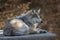 Mexican gray wolf profile portrait