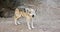 A Mexican Gray Wolf Snarls a Warning Outside Its Den