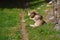 Mexican Gray Wolves Basking in The Sun