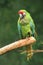 Mexican green military macaw