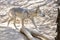 Mexican Grey Wolf Walking