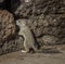 Mexican Ground Squirrel in Rocks