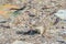 Mexican Ground Squirrel.Santa Ana National Wildlife Refuge.South Texas.USA