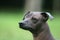 Mexican Hairless Dog