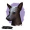 Mexican hairless dog, breed xoloitzcuintli, digital art illustration. Xoloitzcuintli xolo pet purebred of standard size