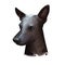 Mexican hairless dog, breed xoloitzcuintli, digital art illustration. Xoloitzcuintli xolo pet purebred of standard size. Mexico