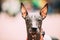 Mexican Hairless Dog Close Up Portrait. Xoloitzcuintli Or Xolo For Short, Is A Hairless Breed Of Dog