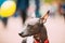 Mexican Hairless Dog Close Up Portrait. Xoloitzcuintli Or Xolo For Short, Is A Hairless Breed Of Dog