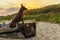 Mexican Hairless Dog xoloitzcuintle, Xolo is standing on a wooden vintage boat on a sandy beach against the sunset