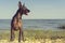 Mexican Hairless Dog Xoloitzcuintle, Xolo stands Full length on a sandy beach against the blue sky sticking out his tongue