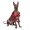 Mexican hairless dog xoloitzcuintli dressed christmas decoration. isolated on white background