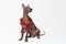 Mexican hairless dog xoloitzcuintli dressed with red Christmas tinsel. on gray background