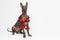 Mexican hairless dog xoloitzcuintli dressed with red Christmas tinsel. isolated on gray background