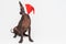 Mexican hairless dog xoloitzcuintli with red christmas hat cover eyes. isolated on gray background