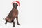 Mexican hairless dog xoloitzcuintli with red christmas hat sitting in front view. on gray background