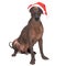 Mexican hairless dog xoloitzcuintli with red christmas hat sitting in front view. isolated on white background