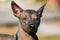 Mexican Hairless Dog Xoloitzcuintli or Xolo