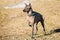 Mexican Hairless Dog Xoloitzcuintli or Xolo