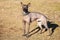 Mexican Hairless Dog Xoloitzcuintli or Xolo