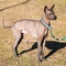 Mexican Hairless Dog Xoloitzcuintli or Xolo