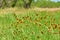 Mexican Hat, Upright Prairie Coneflower, Thimbleflower, Red and Yellow Flowers in a Open Prairie