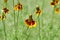 Mexican Hat, Upright Prairie Coneflower, Thimbleflower, Red and Yellow Flowers in a Open Prairie