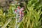 Mexican Hens Echeveria flower