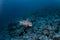 Mexican hogfish, bodianus diplotaenia, Malpelo island