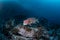 Mexican hogfish, bodianus diplotaenia, Malpelo island