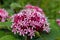 Mexican hydrangea clerodendrum bungei flowers