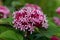 Mexican hydrangea clerodendrum bungei flowers