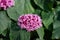 Mexican hydrangea (clerodendrum bungei) flowers