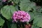 Mexican hydrangea (clerodendrum bungei) flowers