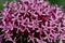 Mexican hydrangea (clerodendrum bungei) flowers