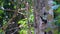 Mexican iguana is hanging and looking out of a tree