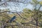 Mexican Jay or Aphelocoma wollweberi among the bare branches