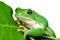 Mexican leaf frog isolated