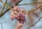 Mexican Lilac Gliricidia sepium Flowers Closeup Shot