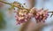 Mexican Lilac Gliricidia sepium Flowers Closeup Shot with Branch