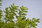 Mexican Lilac Gliricidia sepium Shade Tree Leaves