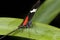 Mexican longwing, heliconius hortense