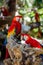 Mexican Macaws