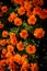 Mexican Marigold Flowers