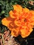 Mexican Marigold in a Garden